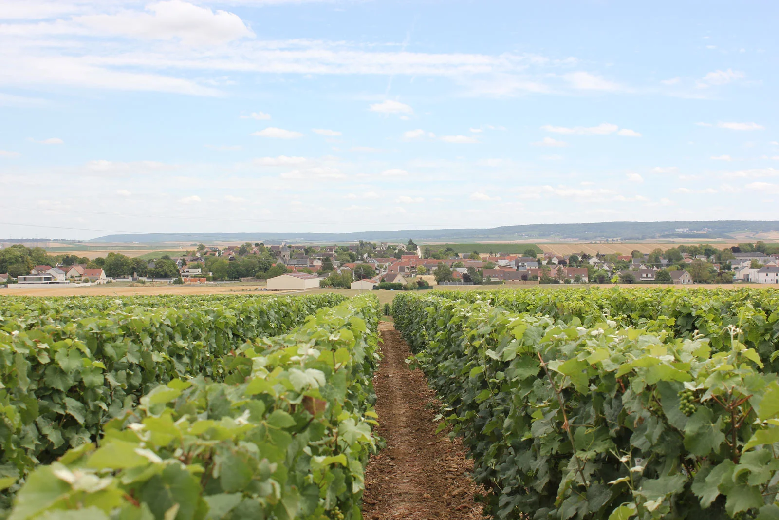 vignes