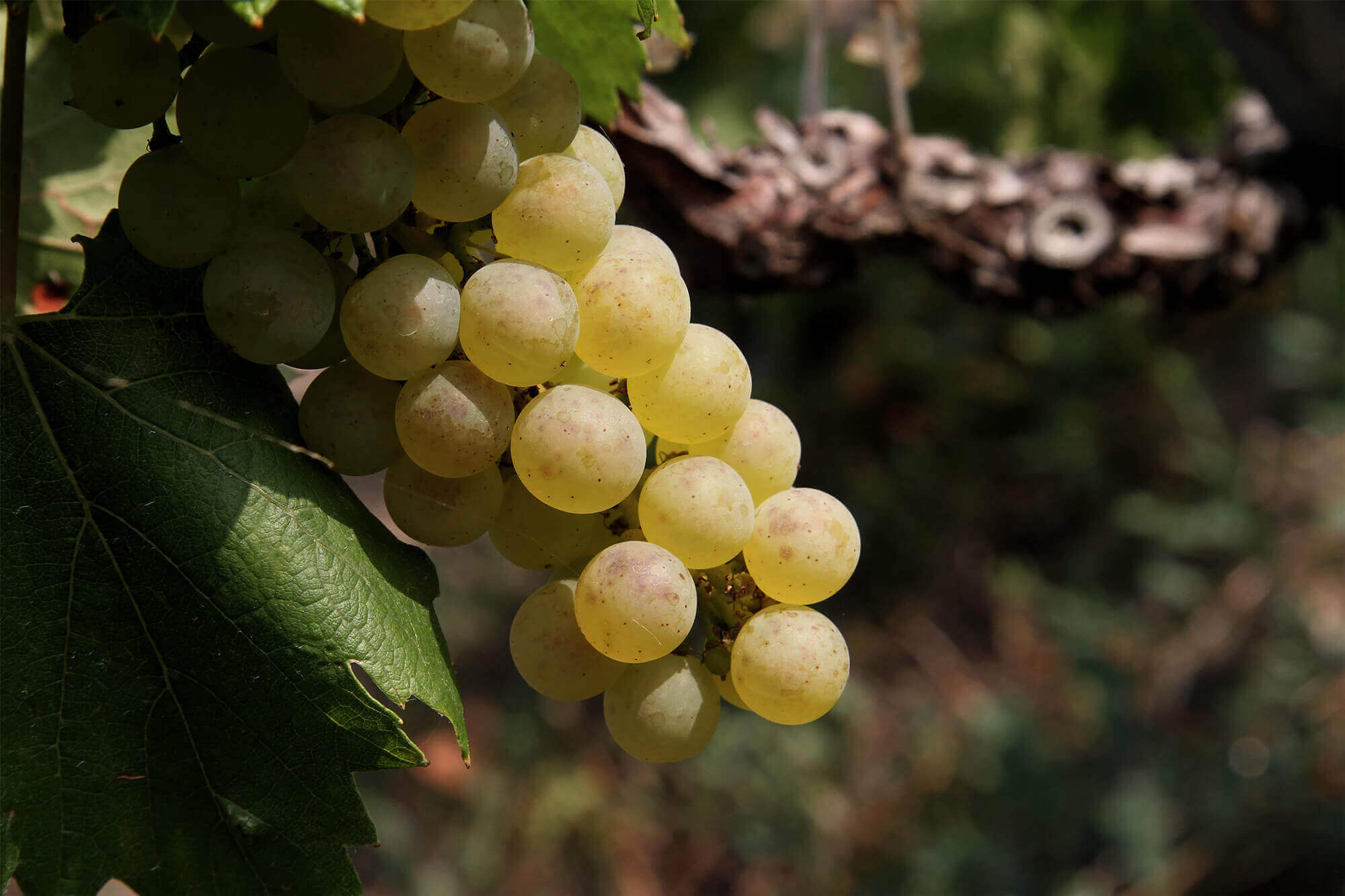Champagne René Rutat Rosé Brut – Vertus Premier Cru
