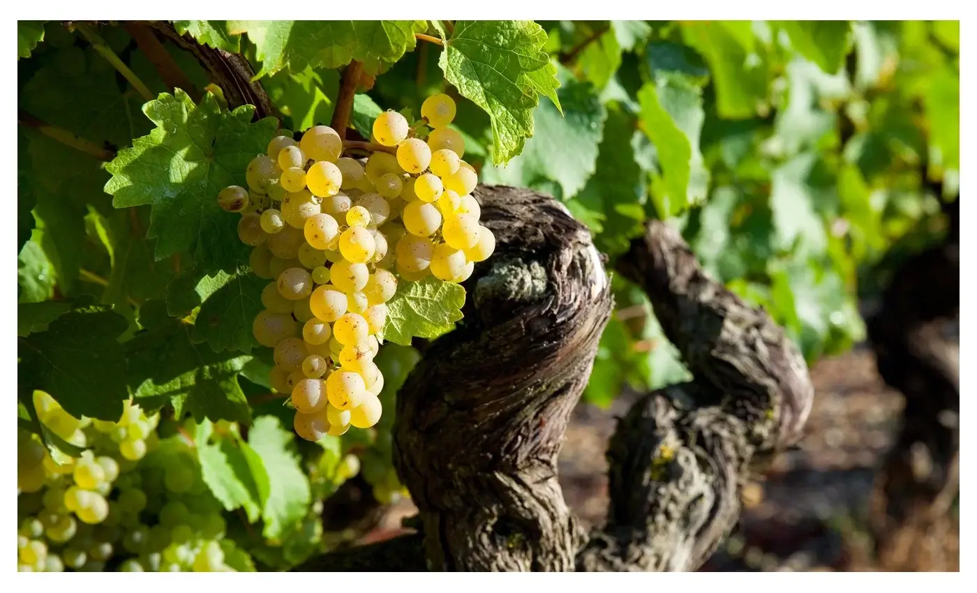 Appellation et classification de la Champagne : Premiers et Grands Crus de Champagne