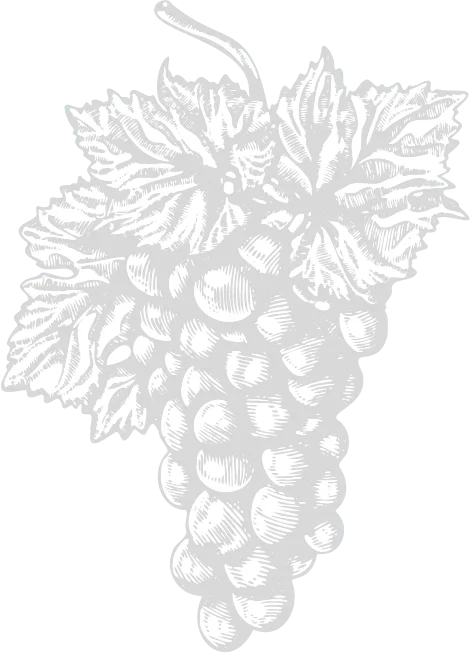 Gravure grappe de raisin